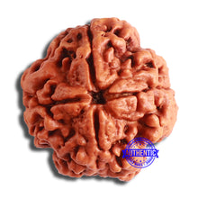 Load image into Gallery viewer, 4 Mukhi Rudraksha from Nepal - Bead No. 323
