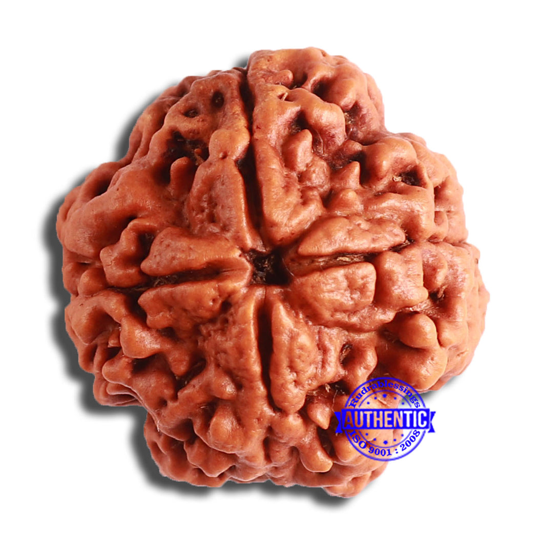 4 Mukhi Rudraksha from Nepal - Bead No. 323