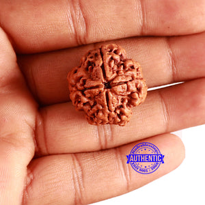 4 Mukhi Rudraksha from Nepal - Bead No. 323