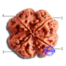 Load image into Gallery viewer, 4 Mukhi Rudraksha from Nepal - Bead No. 324

