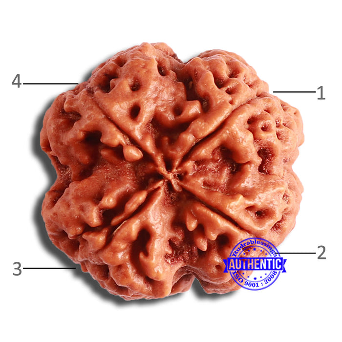 4 Mukhi Rudraksha from Nepal - Bead No. 324