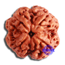 Load image into Gallery viewer, 4 Mukhi Rudraksha from Nepal - Bead No. 324
