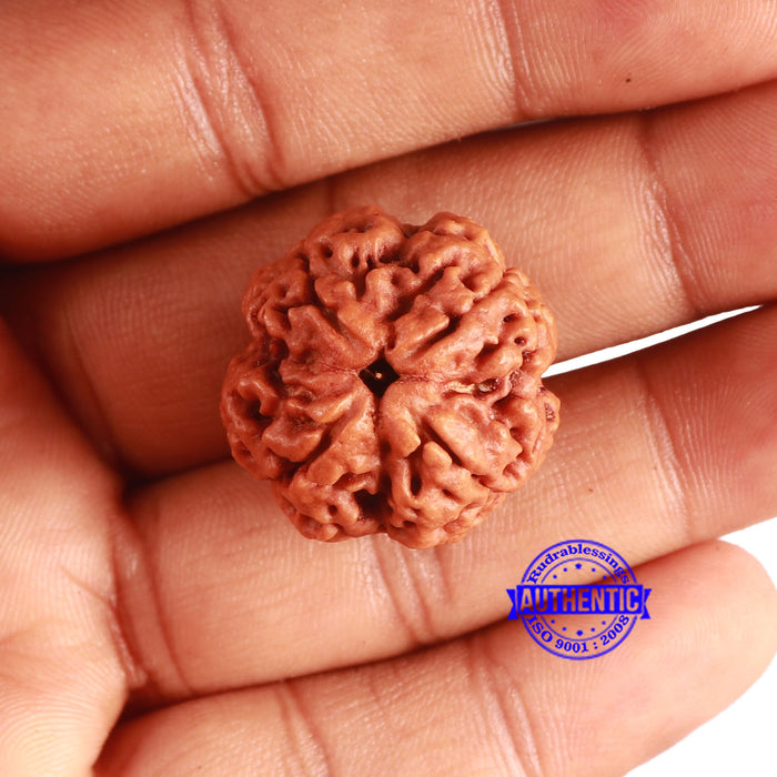 4 Mukhi Rudraksha from Nepal - Bead No. 324