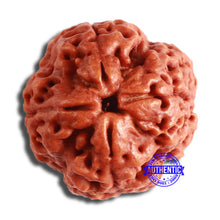 Load image into Gallery viewer, 4 Mukhi Rudraksha from Nepal - Bead No. 325
