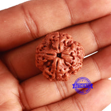 Load image into Gallery viewer, 4 Mukhi Rudraksha from Nepal - Bead No. 325
