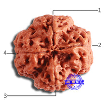 Load image into Gallery viewer, 4 Mukhi Rudraksha from Nepal - Bead No. 326
