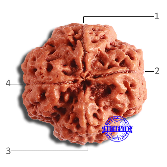 4 Mukhi Rudraksha from Nepal - Bead No. 326