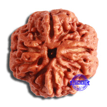 Load image into Gallery viewer, 4 Mukhi Rudraksha from Nepal - Bead No. 326
