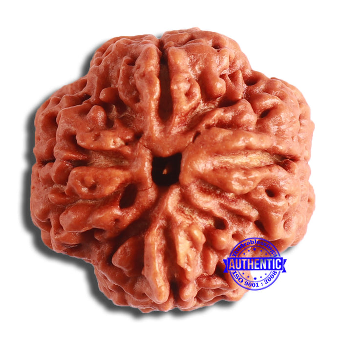 4 Mukhi Rudraksha from Nepal - Bead No. 326