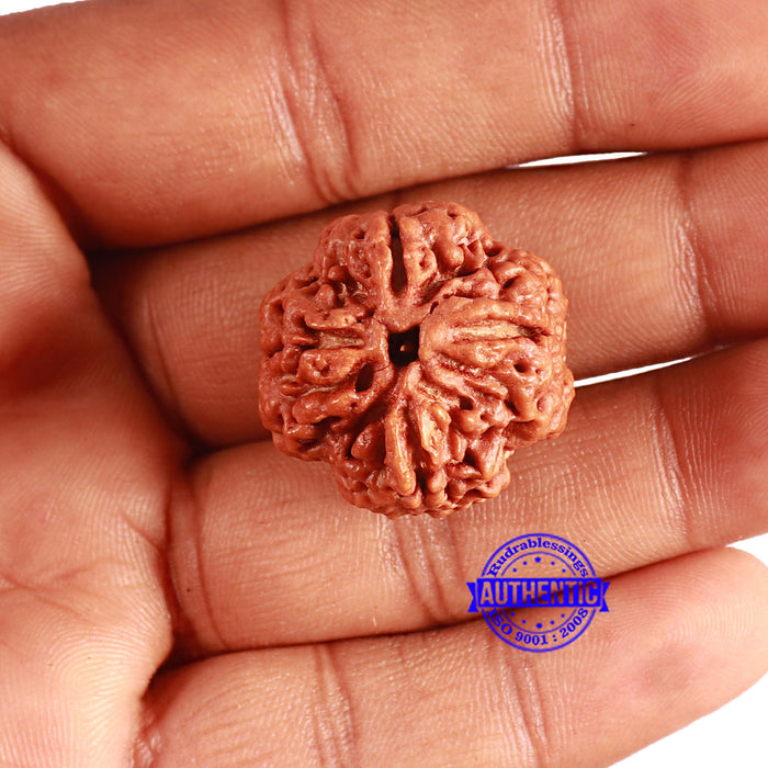 4 Mukhi Rudraksha from Nepal - Bead No. 326