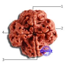 Load image into Gallery viewer, 4 Mukhi Rudraksha from Nepal - Bead No. 327
