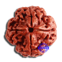 Load image into Gallery viewer, 4 Mukhi Rudraksha from Nepal - Bead No. 327
