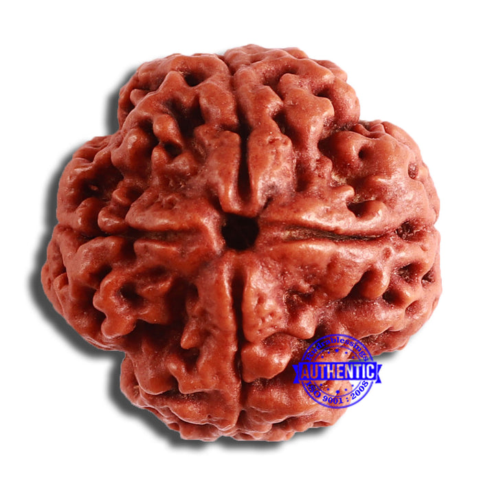 4 Mukhi Rudraksha from Nepal - Bead No. 327