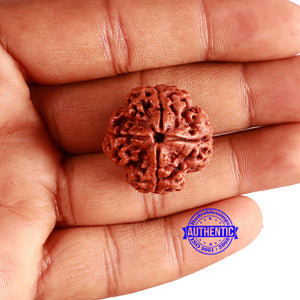 4 Mukhi Rudraksha from Nepal - Bead No. 327