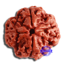 Load image into Gallery viewer, 4 Mukhi Rudraksha from Nepal - Bead No. 328
