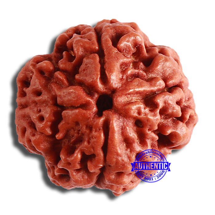 4 Mukhi Rudraksha from Nepal - Bead No. 328