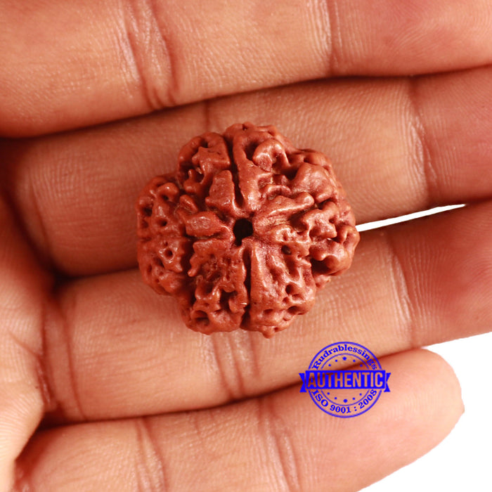 4 Mukhi Rudraksha from Nepal - Bead No. 328