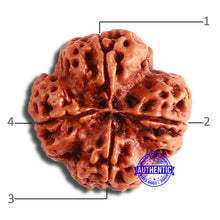Load image into Gallery viewer, 4 Mukhi Rudraksha from Nepal - Bead No. 329

