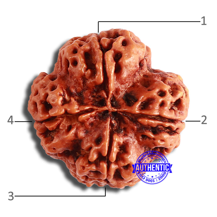 4 Mukhi Rudraksha from Nepal - Bead No. 329