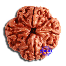 Load image into Gallery viewer, 4 Mukhi Rudraksha from Nepal - Bead No. 329
