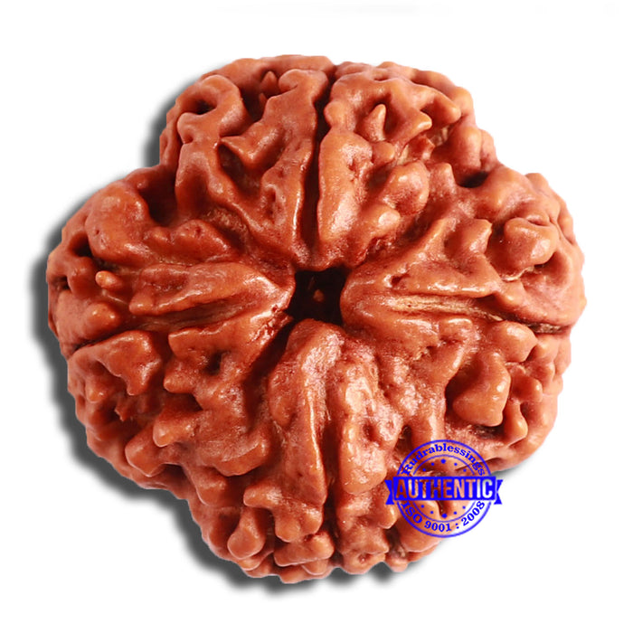 4 Mukhi Rudraksha from Nepal - Bead No. 329