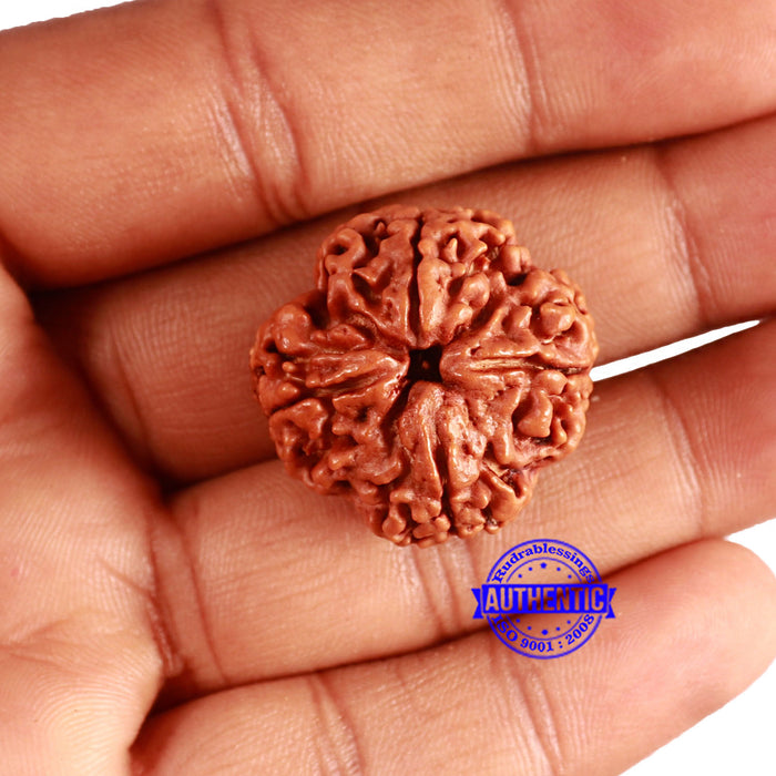4 Mukhi Rudraksha from Nepal - Bead No. 329