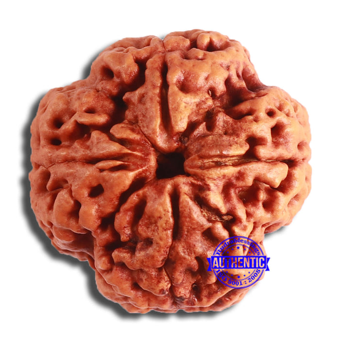 4 Mukhi Rudraksha from Nepal - Bead No. 330