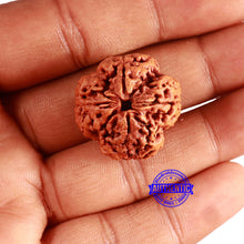 Load image into Gallery viewer, 4 Mukhi Rudraksha from Nepal - Bead No. 330
