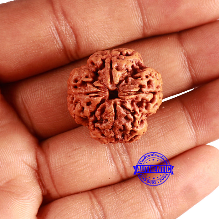 4 Mukhi Rudraksha from Nepal - Bead No. 330