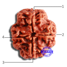Load image into Gallery viewer, 4 Mukhi Rudraksha from Nepal - Bead No. 331
