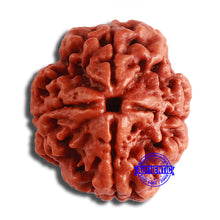 Load image into Gallery viewer, 4 Mukhi Rudraksha from Nepal - Bead No. 331
