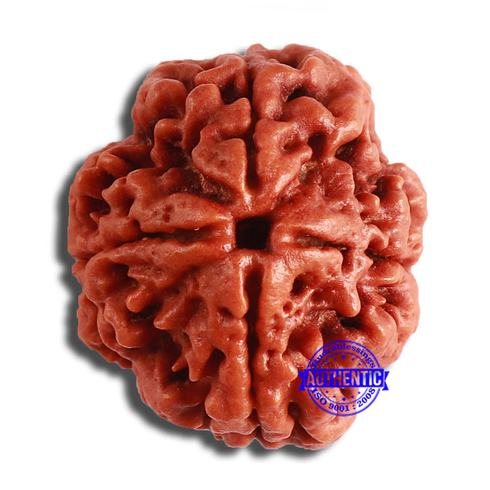4 Mukhi Rudraksha from Nepal - Bead No. 331