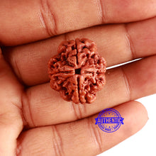 Load image into Gallery viewer, 4 Mukhi Rudraksha from Nepal - Bead No. 331
