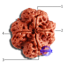 Load image into Gallery viewer, 4 Mukhi Rudraksha from Nepal - Bead No. 332
