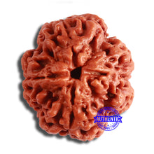 Load image into Gallery viewer, 4 Mukhi Rudraksha from Nepal - Bead No. 332
