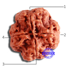 Load image into Gallery viewer, 4 Mukhi Rudraksha from Nepal - Bead No. 333
