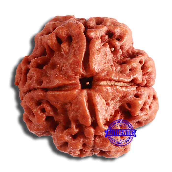 4 Mukhi Rudraksha from Nepal - Bead No. 333