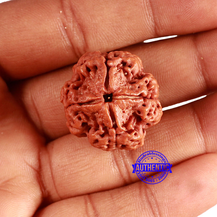 4 Mukhi Rudraksha from Nepal - Bead No. 333