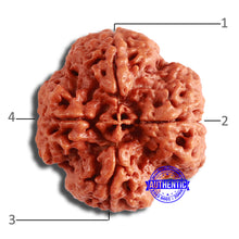 Load image into Gallery viewer, 4 Mukhi Rudraksha from Nepal - Bead No. 334
