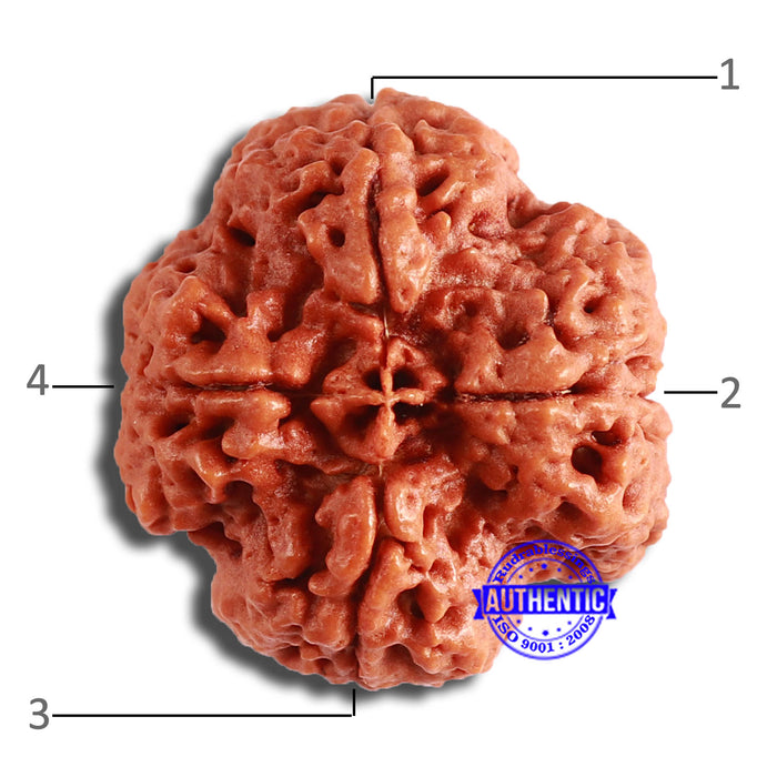 4 Mukhi Rudraksha from Nepal - Bead No. 334