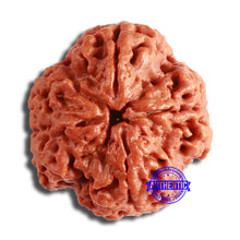 Load image into Gallery viewer, 4 Mukhi Rudraksha from Nepal - Bead No. 334

