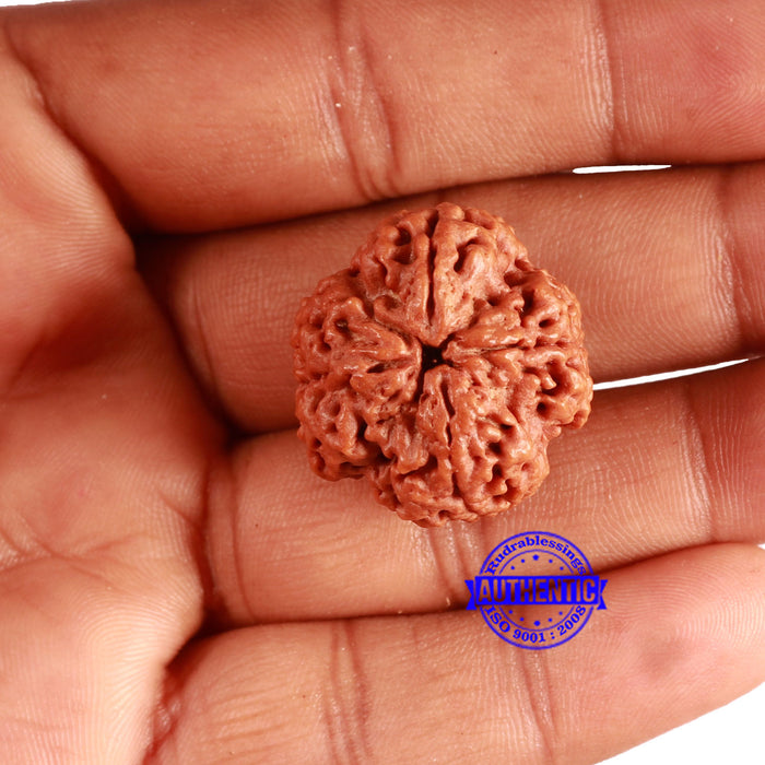 4 Mukhi Rudraksha from Nepal - Bead No. 334