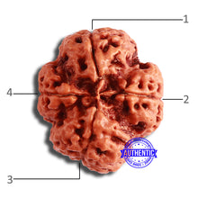 Load image into Gallery viewer, 4 Mukhi Rudraksha from Nepal - Bead No. 335
