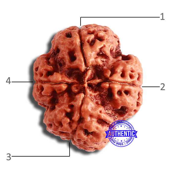 4 Mukhi Rudraksha from Nepal - Bead No. 335