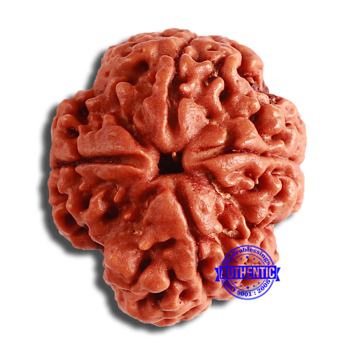4 Mukhi Rudraksha from Nepal - Bead No. 335