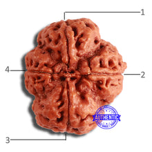 Load image into Gallery viewer, 4 Mukhi Rudraksha from Nepal - Bead No. 336
