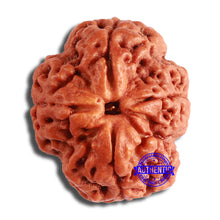 Load image into Gallery viewer, 4 Mukhi Rudraksha from Nepal - Bead No. 336
