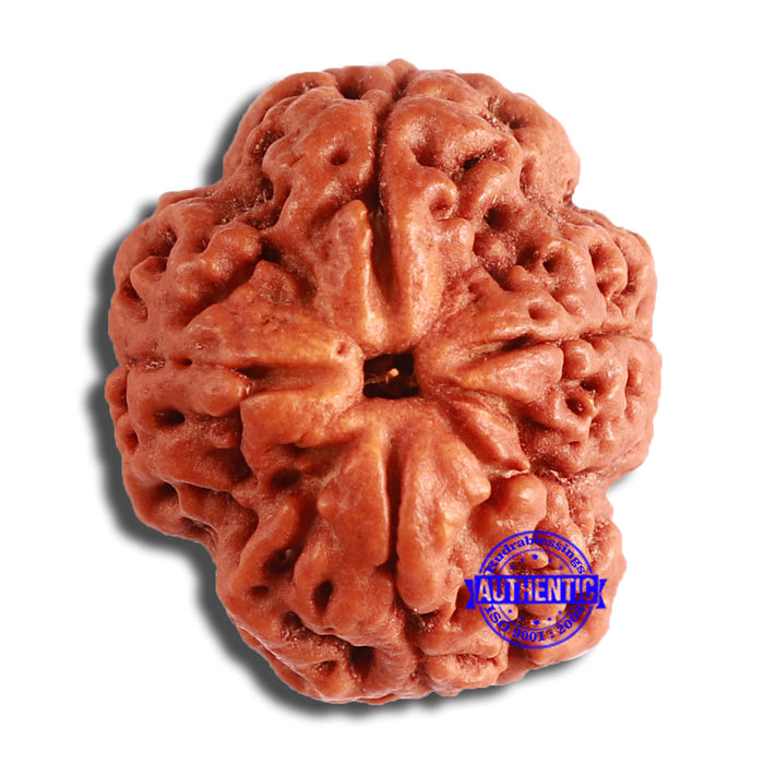 4 Mukhi Rudraksha from Nepal - Bead No. 336