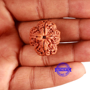 4 Mukhi Rudraksha from Nepal - Bead No. 336