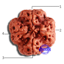 Load image into Gallery viewer, 4 Mukhi Rudraksha from Nepal - Bead No. 337
